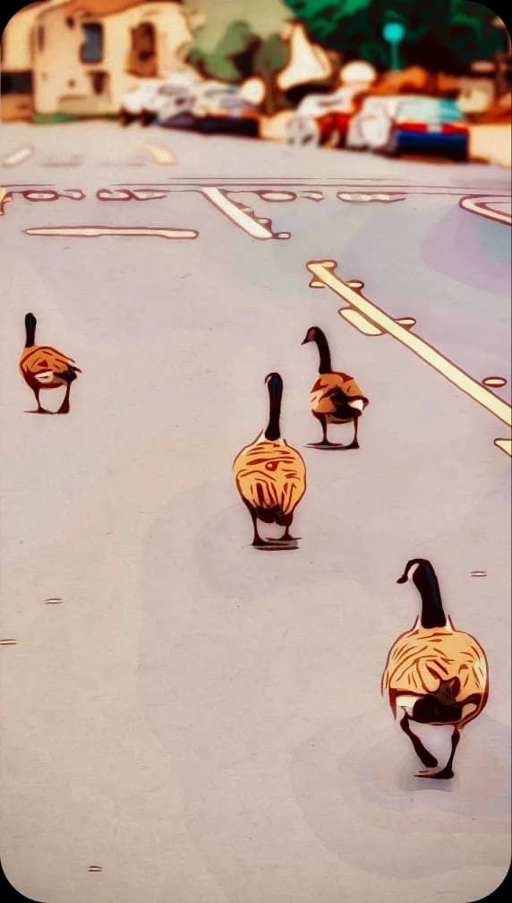 The Canada Geese: Abbey Road'ing their way down Main.
